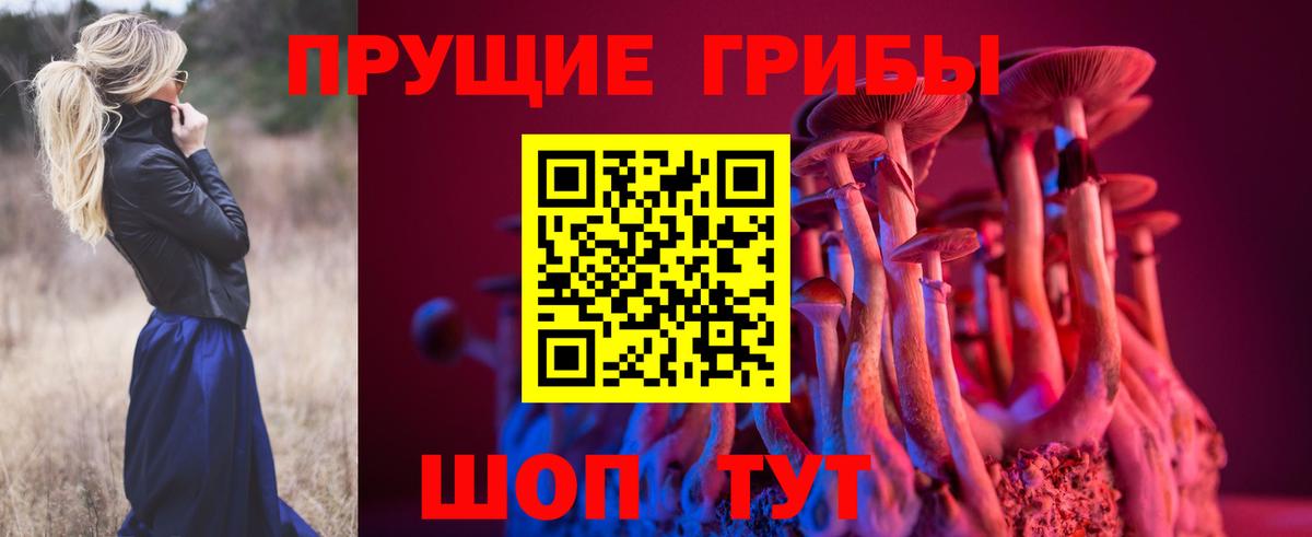 Баксан  Галлюциногенные грибы Psilocybe  Вход с VPN 